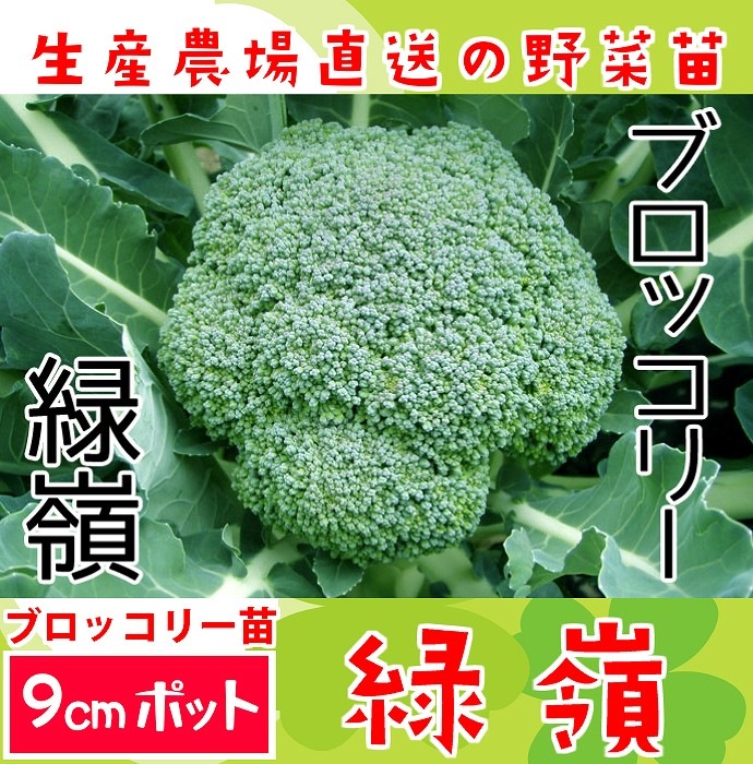 ڤƤޤġ ֥å꡼   9cmݥå     ڿ͵ պ ڿ͵