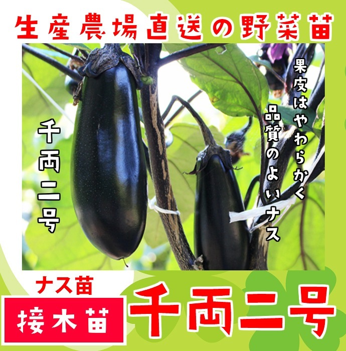 �ڤƤ��ޤ��ġ� ��Ĺ�ʥ� ��ξ2�� �Ǻ������� 9cm�ݥå� ����� ���� �� ���� �ڿ͵���