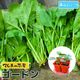 �ڤƤ��ޤ��ġۥۥ���󥽥��ġ������ɥ�4������ѥå�