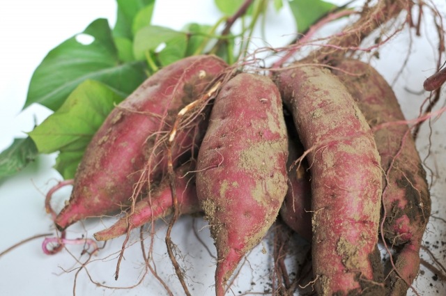 �ڤƤ��ޤ��ġ� ���Ĥޤ����ġʥ���ť�� ���ĥޥ��� �ȤϤ뤫 1«10�����ꡡ�ʼ���Ͽ�ֹ桧��19255�桡��Ͽ�ʼ�̾���٤ˤϤ뤫���������жػ�