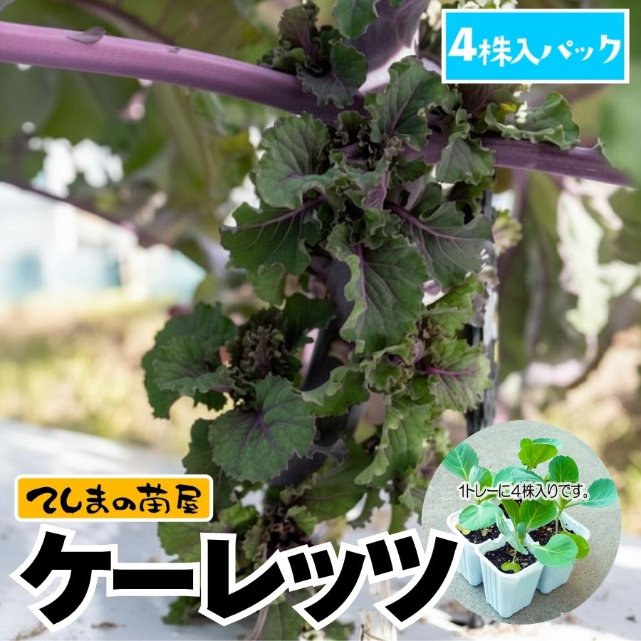 �ڤƤ��ޤ��ġۥ�����ꥭ��٥��ġ�������åġ�4������ѥå�