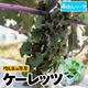 �ڤƤ��ޤ��ġۥ�����ꥭ��٥��ġ�������åġ�4������ѥå�