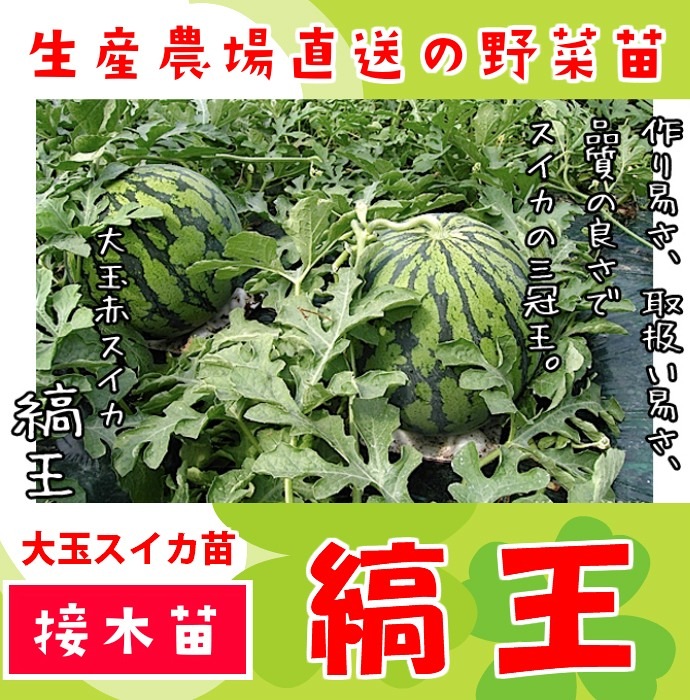 ڤƤޤġ  ֥ ʲ Ǻ 9cmݥå     ڿ͵