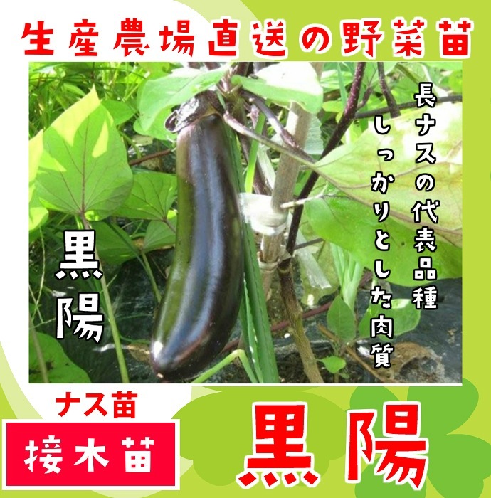 �ڤƤ��ޤ��ġ�  Ĺ�ʥ� ���� �Ǻ������� 9cm�ݥå� ����� ���� �� ���� �ڿ͵���