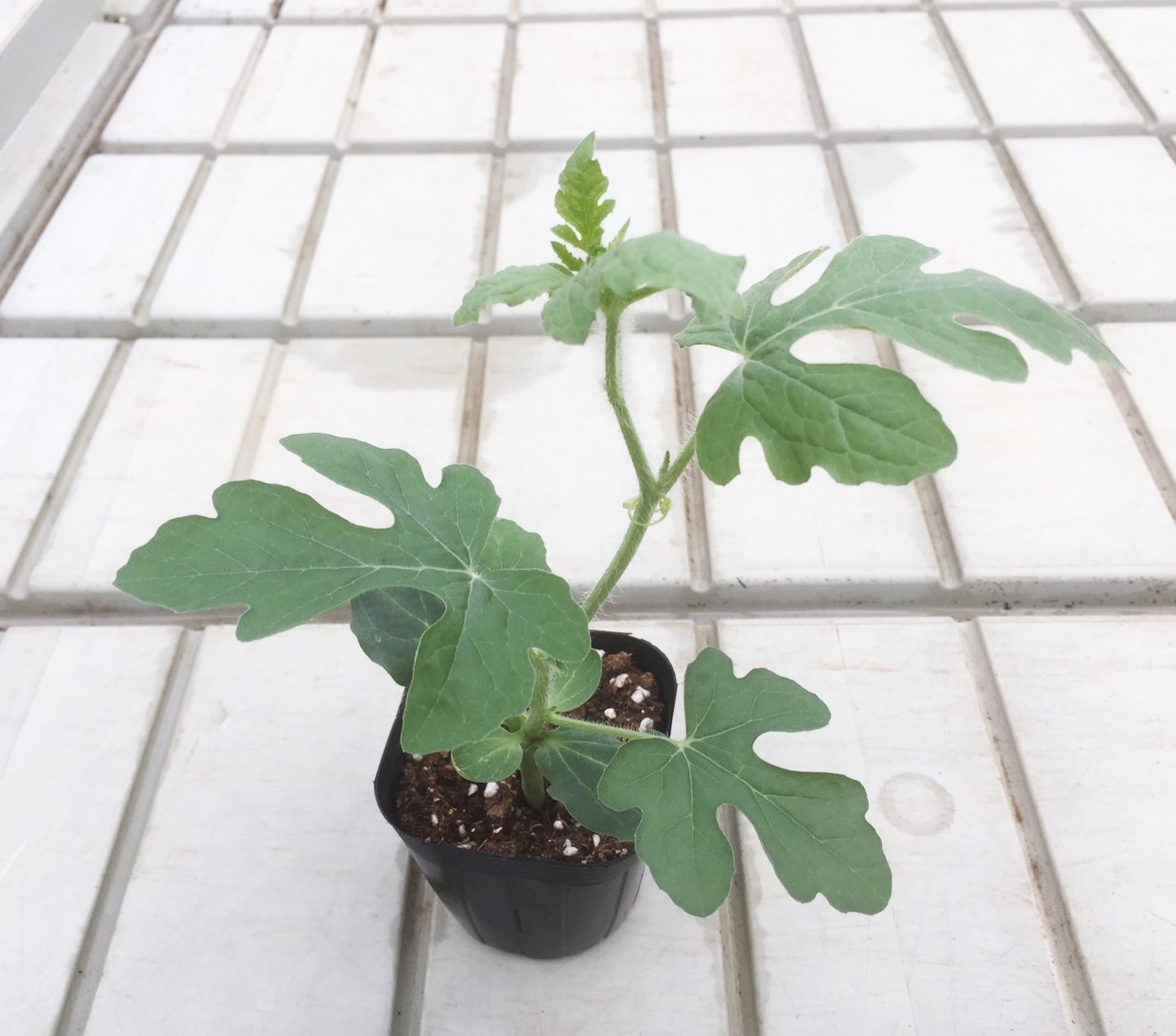 ڤƤޤġ  ֹ饹 ҥ Ǻ 9cmݥå      ڿ͵