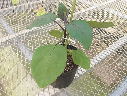 てしまの苗 長ナス 筑陽 断根接木苗 9cmポット 野菜苗 培土 種 堆肥 人気 てしまの野菜苗 果菜類の苗 ナス てしまの苗屋 本店