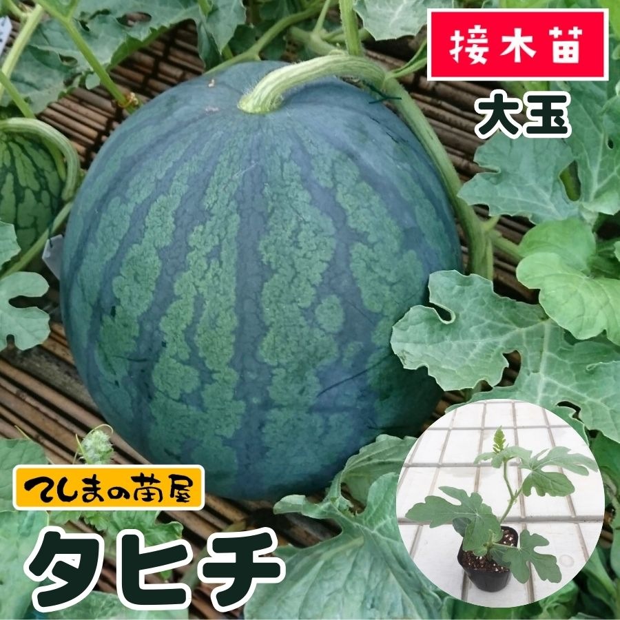 �ڤƤ��ޤ��ġ�  ����ֹ��饹���� ���ҥ� �Ǻ������� 9cm�ݥå� ����� ���� �� ����  �ڿ͵���