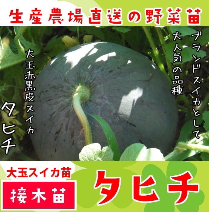 ڤƤޤġ  ֹ饹 ҥ Ǻ 9cmݥå      ڿ͵