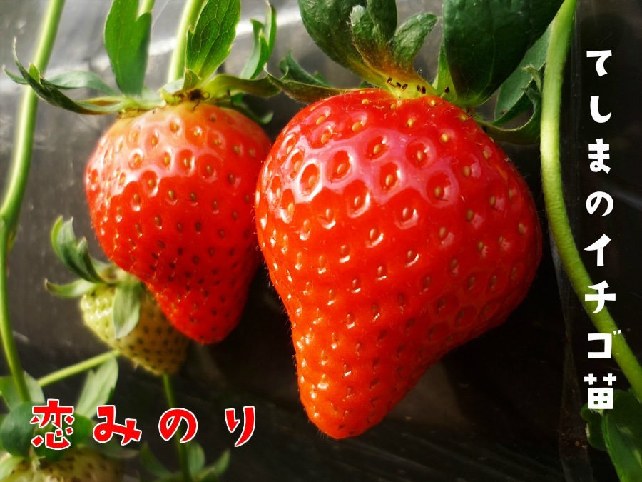 �ڽ������������ġ� ���ߤΤ� 9cm�ݥå� ����� ���� �� ���� �ڿ͵���