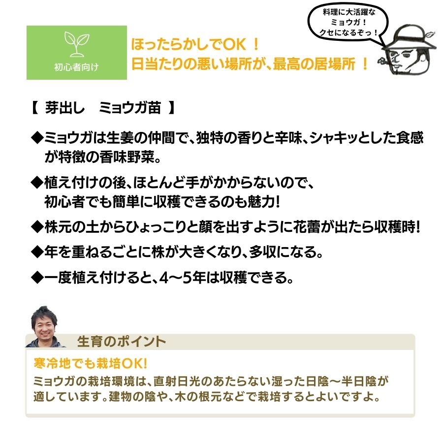 ڤƤޤġ۲Фߥ祦ġ9cmݥåȡ¨ǼΤ