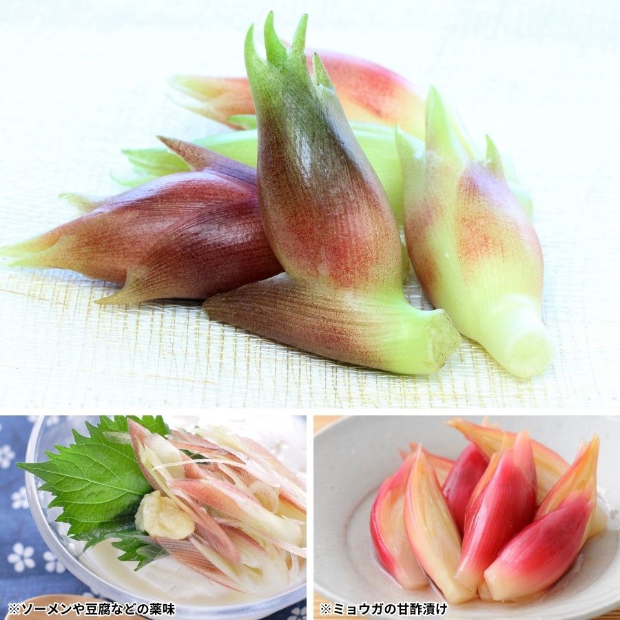 ڤƤޤġ۲Фߥ祦ġ9cmݥåȡ¨ǼΤ