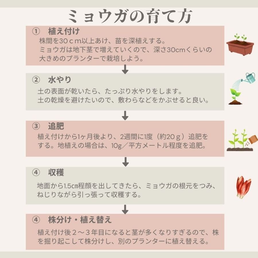 ڤƤޤġ۲Фߥ祦ġ9cmݥåȡ¨ǼΤ