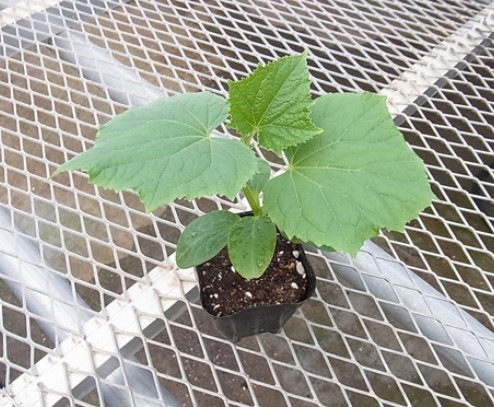 てしまの苗 キュウリ シャキット 断根接木苗 9cmポット 野菜苗 培土 種 堆肥 人気 てしまの野菜苗 果菜類の苗 キュウリ てしまの苗屋 本店