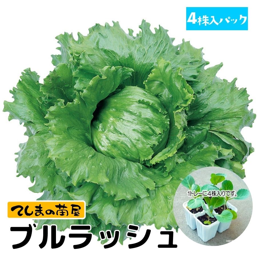 ڤƤޤġ ̥쥿  ֥å 4ѥå