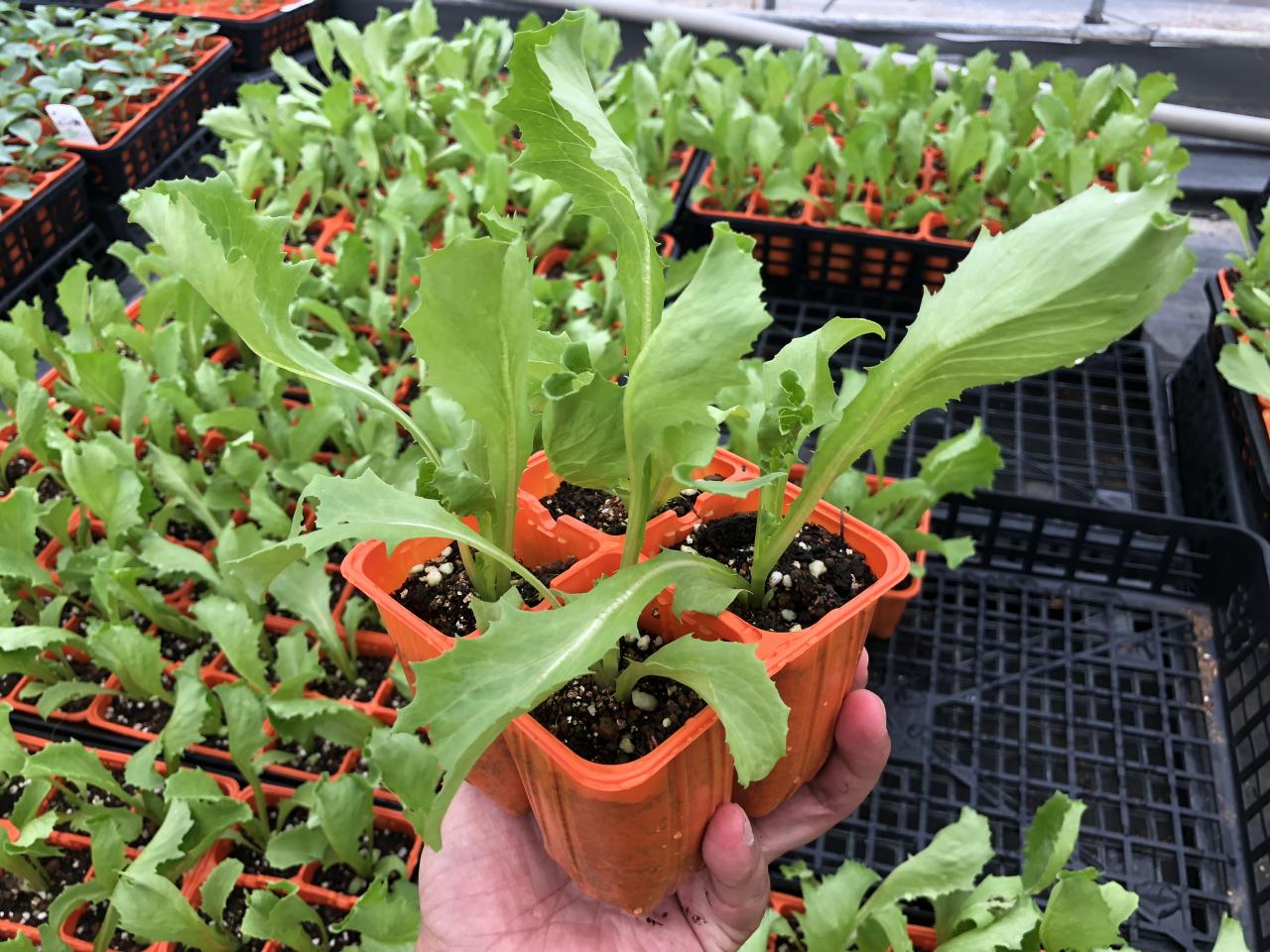 ڤƤޤġ ̥쥿  ֥å 4ѥå