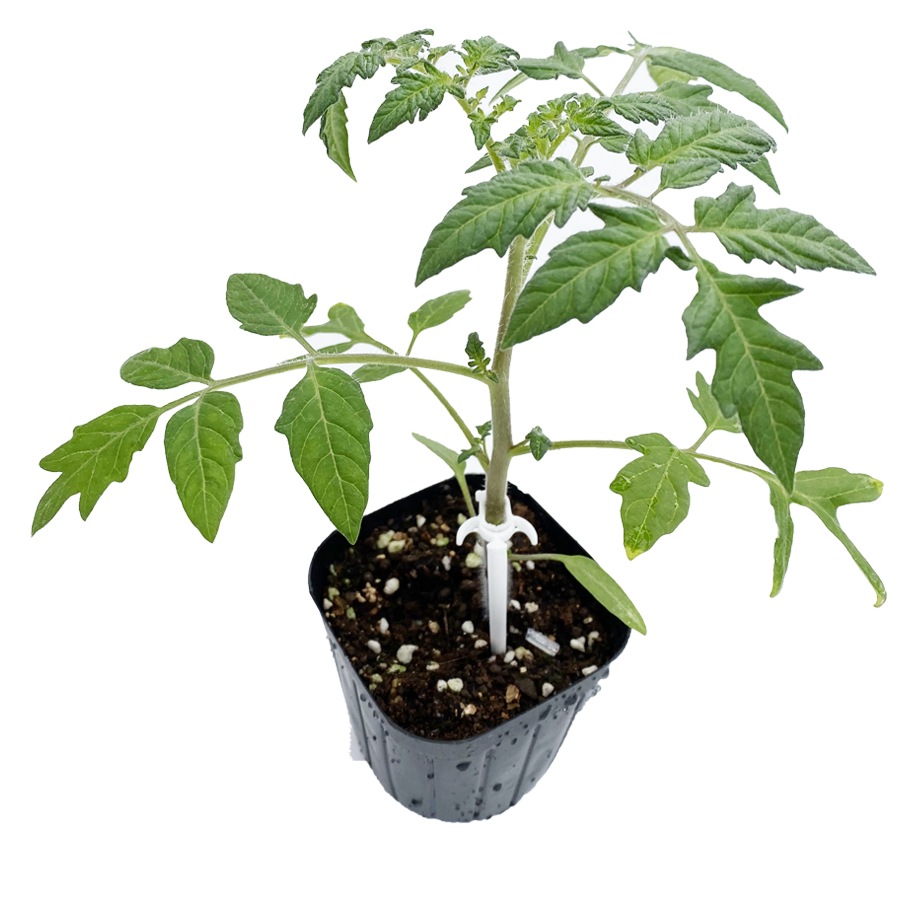 �ڤƤ��ޤ��ġ� ��̥ȥޥ��ġ������  9cm�ݥå� �Ǻ�������