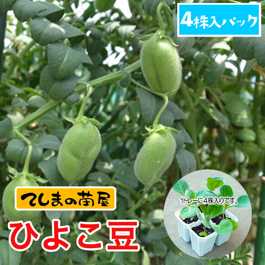 �ڤƤ��ޤ��ġۡ��Ҥ褳Ʀ��4������ѥå���������