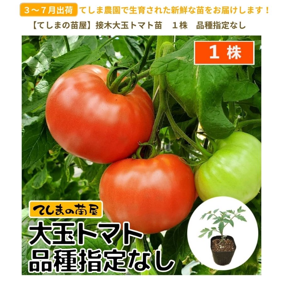 ��ͽ��ۡ��ʼ����ʤ�����̥ȥޥ� �Ǻ������� 9cm�ݥå� ����� ���� �� ���� �ڿ͵���