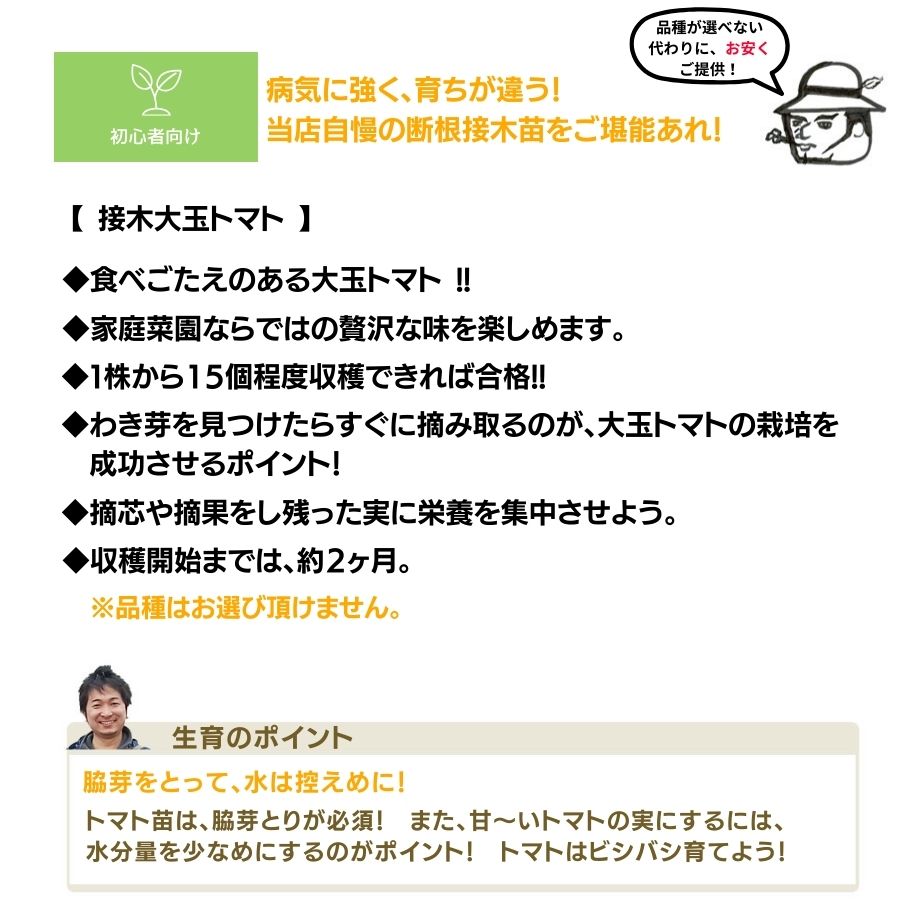 ��ͽ��ۡ��ʼ����ʤ�����̥ȥޥ� �Ǻ������� 9cm�ݥå� ����� ���� �� ���� �ڿ͵���