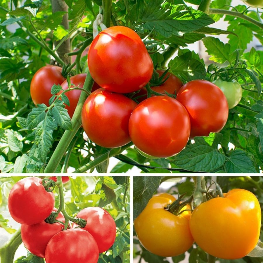 ��ͽ��ۡ��ʼ����ʤ�����̥ȥޥ� �Ǻ������� 9cm�ݥå� ����� ���� �� ���� �ڿ͵���