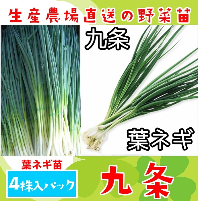 �ڤƤ��ޤ��ġ� �ͥ��� ���٥ͥ� 4������ѥå� �պ��� �ڿ͵���