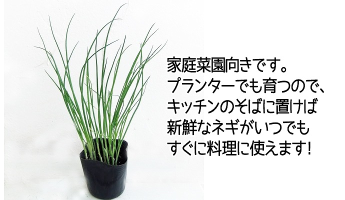 �ڤƤ��ޤ��ġ� �ͥ��� ���٥ͥ� 4������ѥå� �պ��� �ڿ͵���