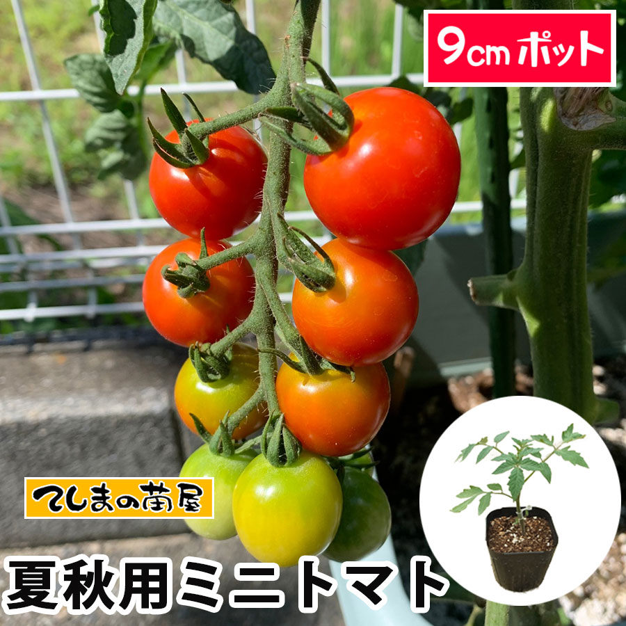 �ڤƤ��ޤ��ġ� �ƽ����������ڥߥ˥ȥޥȡʥץ����ȡ��ϥ������ݸ����ˡ��ʼ����ʤ� 9cm�ݥå�