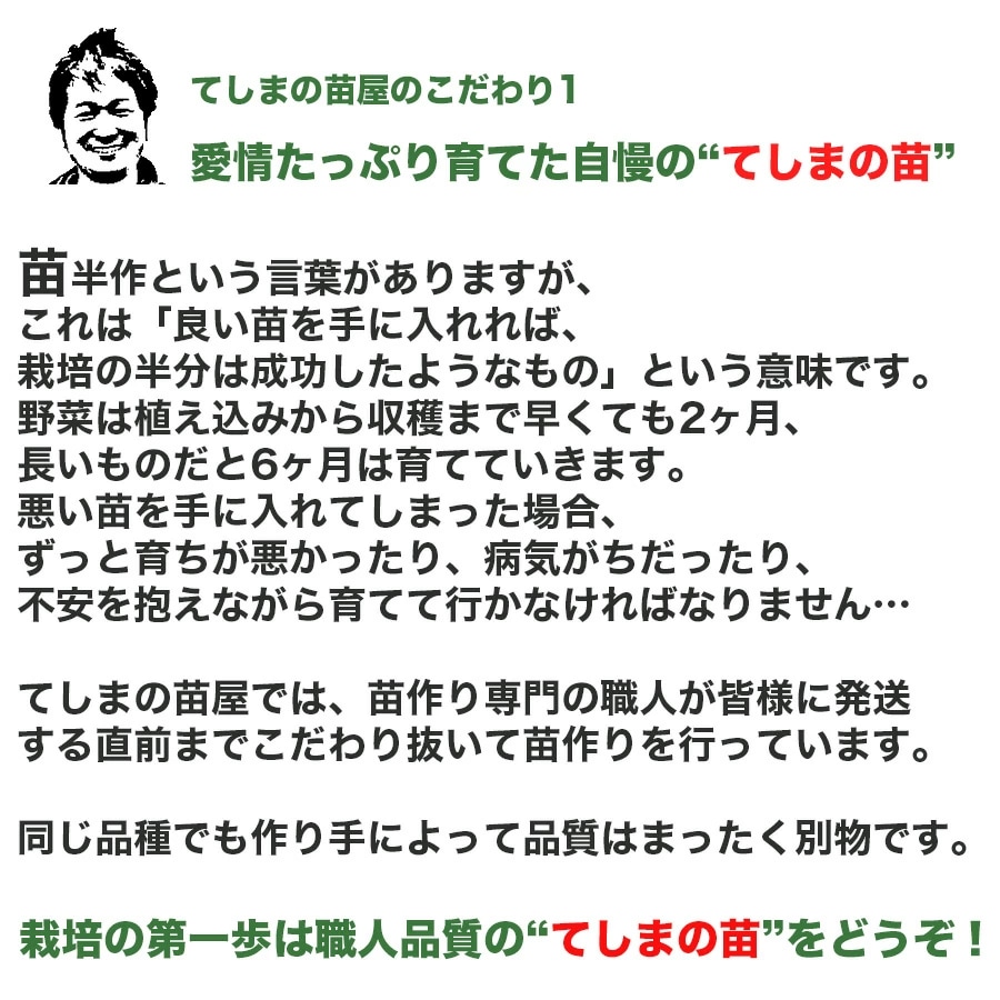 �ڤƤ��ޤ��ġ� �ƽ����������ڥߥ˥ȥޥȡʥץ����ȡ��ϥ������ݸ����ˡ��ʼ����ʤ� 9cm�ݥå�