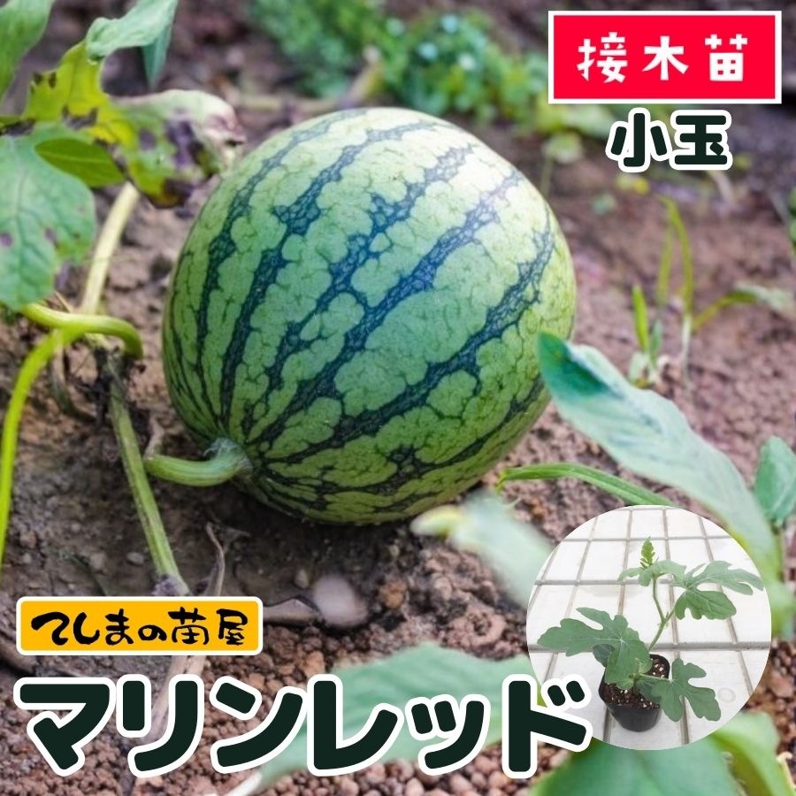 てしまの苗】 小玉スイカ苗 マリンレッド 断根接木苗 9cmポット 【人気