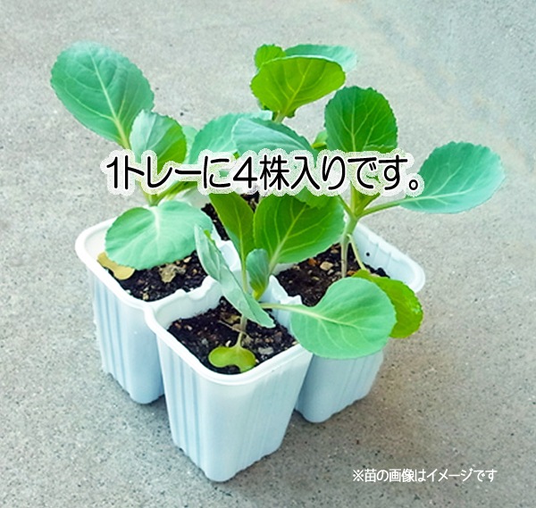 ڤƤޤġۡɥġ礨ɤ4ѥå