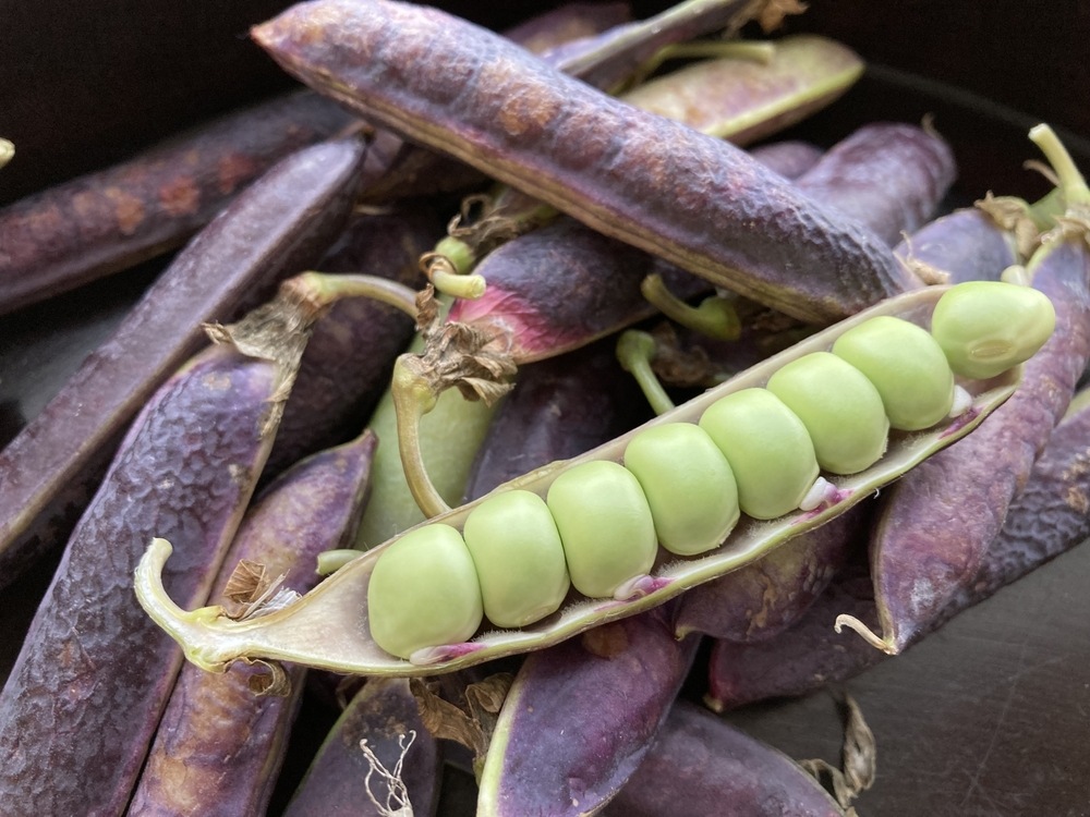 ڤƤޤġۡɥġ礨ɤ4ѥå