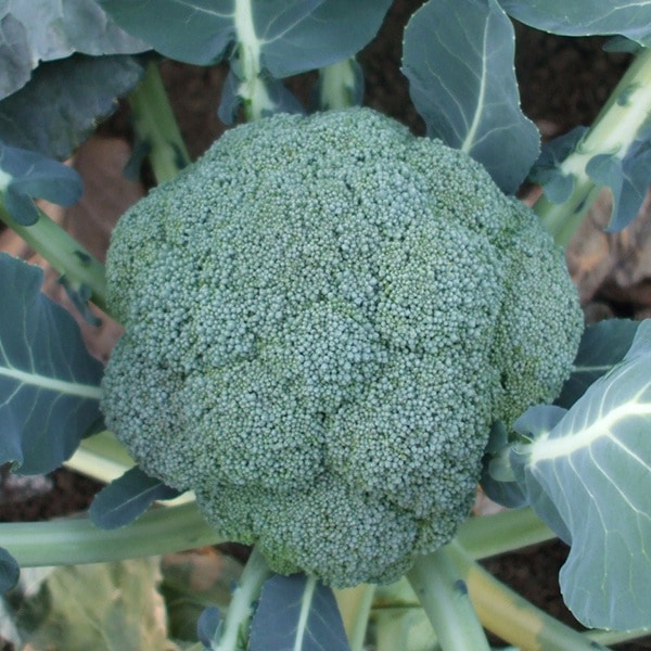 ���ʼ����ʤ��ۥ֥��å��꡼ ���� ������ 9cm�ݥå� ����� ���� �� ���� �ڿ͵���  �ڿ͵���