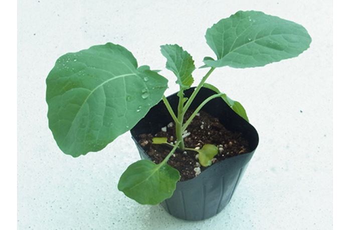 ���ʼ����ʤ��ۥ֥��å��꡼ ���� ������ 9cm�ݥå� ����� ���� �� ���� �ڿ͵���  �ڿ͵���