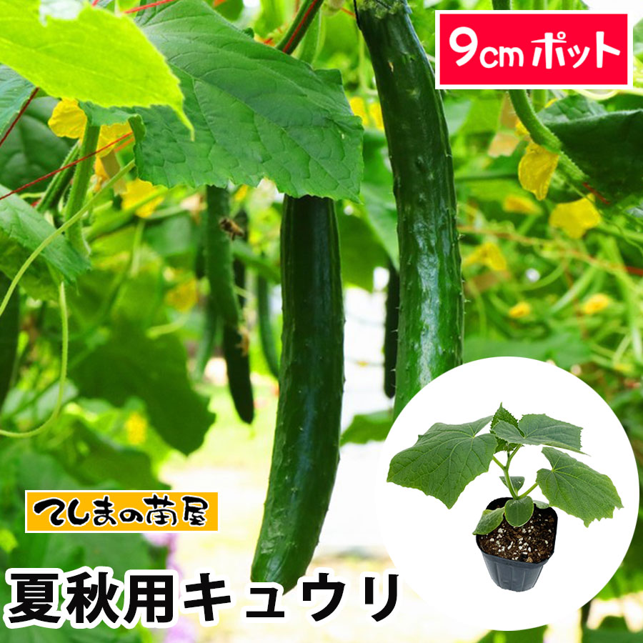 ڤƤޤġ ƽڥ奦ʥϥˡʼʤ9cmݥå