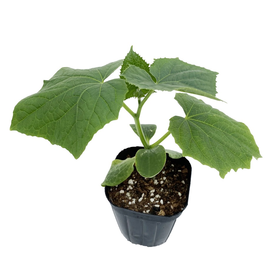 ڤƤޤġ ƽڥ奦ʥϥˡʼʤ9cmݥå