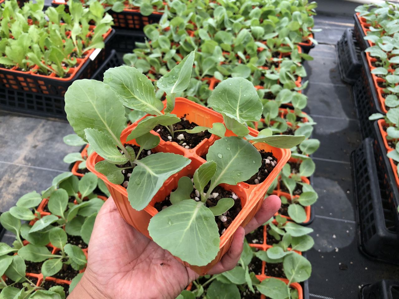 ڤƤޤġ ٥ 201 4ѥå պ ڿ͵