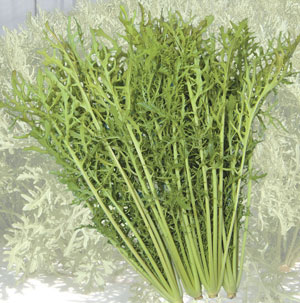 �ڤƤ��ޤ��ġۡ���������餷�ڡ�4������ѥå���������