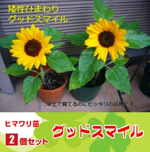 ����������ľ��!!�ۥҥޥ���ġ����åɥ��ޥ��롡9cm�ݥåȡ�2�����å�