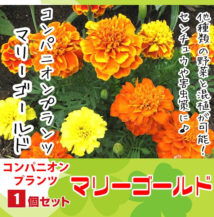 マリンゴールド 3箱 新品 送料込み ファビルワンデー エフ マリーゴールド(1箱6枚入り)｜カラコン激安通販