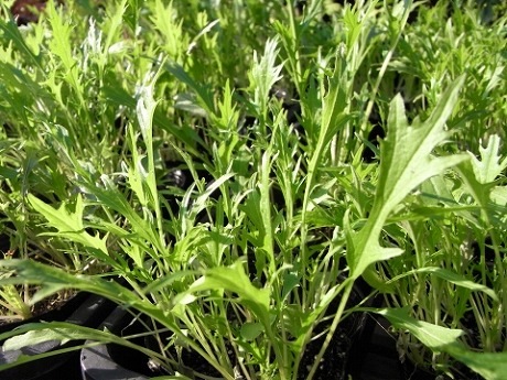 てしまの苗 ミズナ苗 水菜 9cmポット 野菜苗 培土 種 堆肥 人気 葉菜苗 人気 てしまの野菜苗 葉菜類の苗 ミズナ てしまの苗屋 本店
