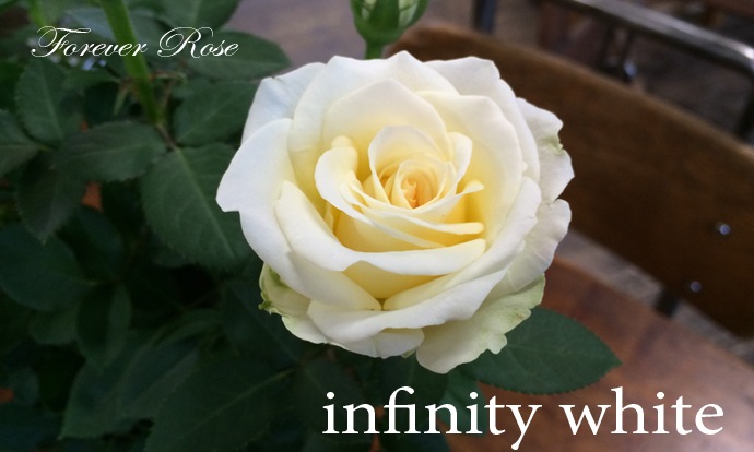 ����ե��˥ƥ����ۥ磻��