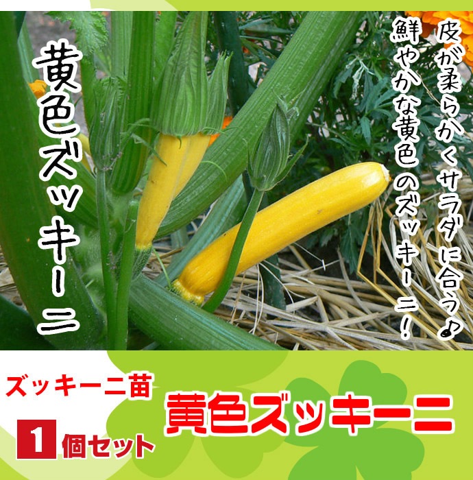 �ڤƤ��ޤ��ġ� ���å������� �������å����� ������ 9cm�ݥå� ����� ���� �� ���� �ڿ͵���