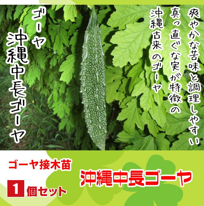 �ڤƤ��ޤ��ġ� ������Ĺ������ �Ǻ������� 9cm�ݥå� ����� ���� �� ���� �ڿ͵���