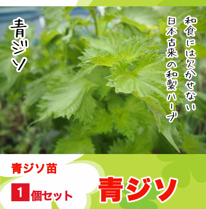 �ڤƤ��ޤ��ġ� �ĥ��� ������ 9cm�ݥå� ����� ���� �� ���� �ڿ͵���