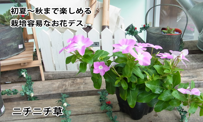 �˥��˥��𡡥ԥ󥯡���