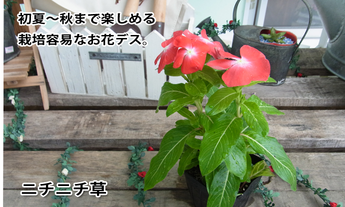 �˥��˥��𡡥�����