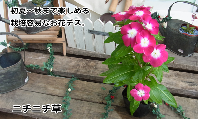 �˥��˥��𡡥饺�٥꡼����