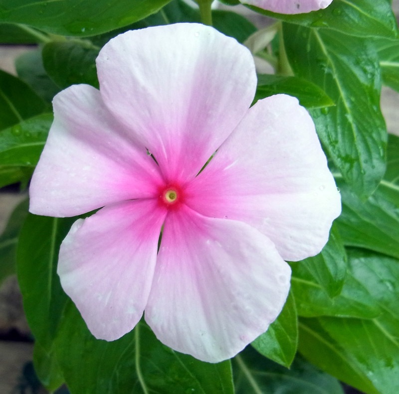 �˥��˥��𡡥ԥ�