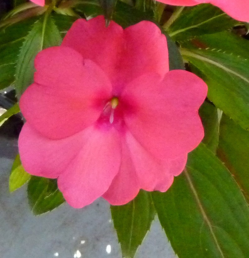 �˥塼���˥�����ѥ����󥹡��ԥ�