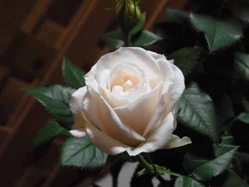 ���꡼����ɡ��ե������С�